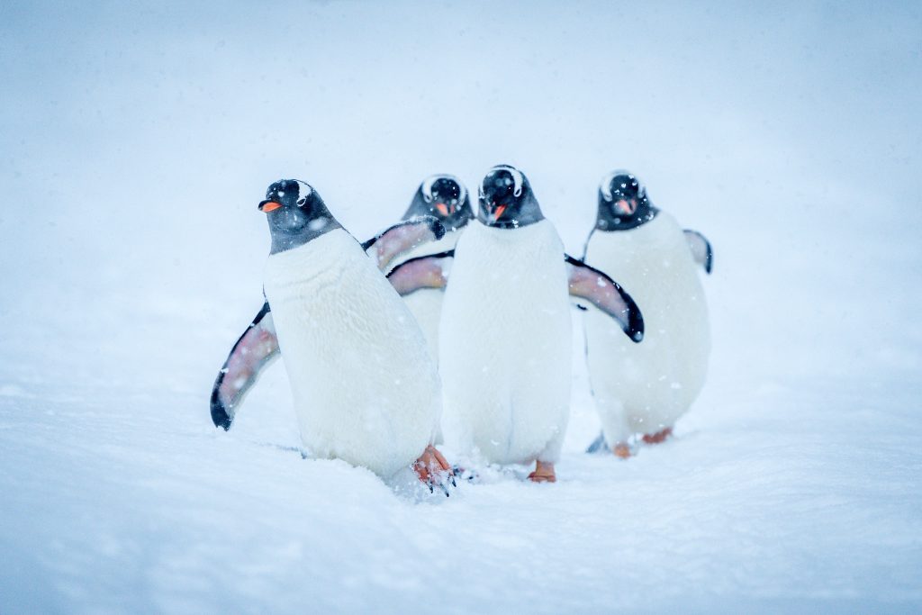 Antarctica21_MAG09-CA_2021-22-Jonathan Irish-Antarctica-_DSC6507